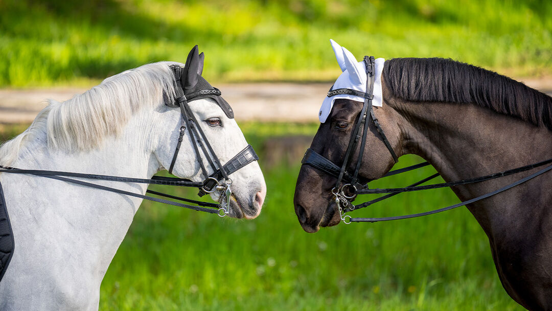 equestrian line horses