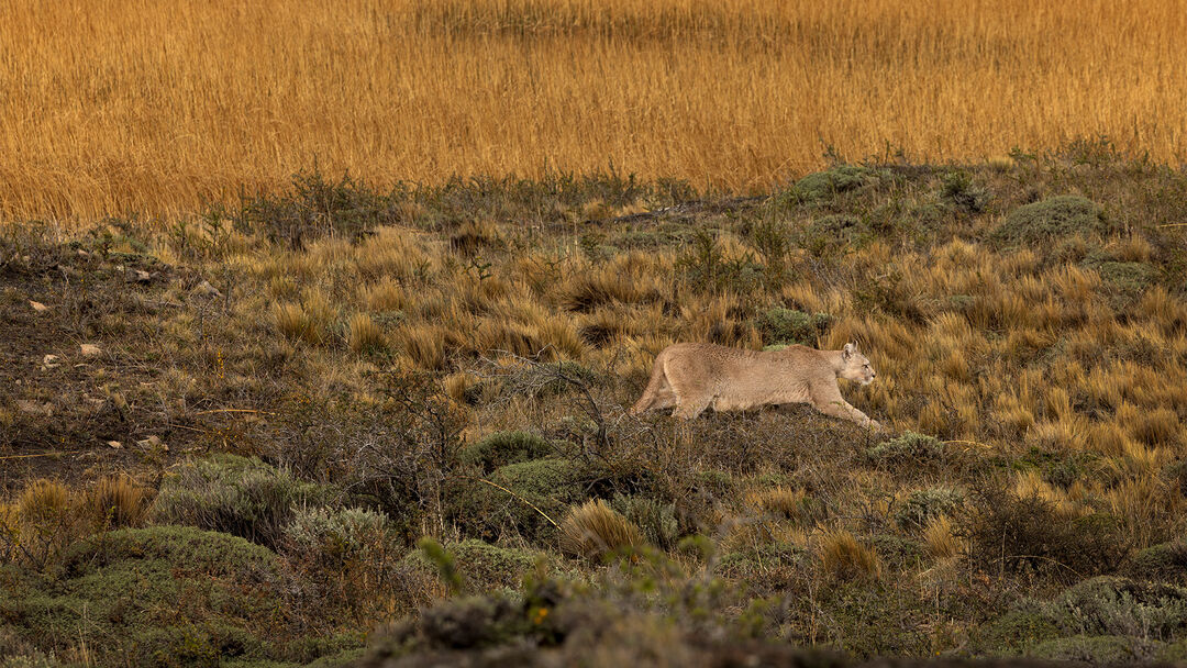 One of Patagonia&rsquo;s most mysterious symbols &mdash; the puma, also known as the mountain lion.