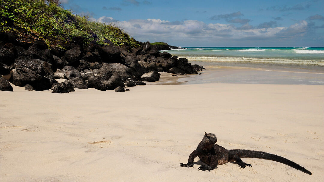 All Gal&aacute;pagos iguanas are a species of marine iguana that are thought to have had a common ancestor amongst themselves. The divergence between land and marine iguanas has been estimated at 10.5 million years ago. Iguanas cannot withstand cold temperature for too long, and are active in the heat.
