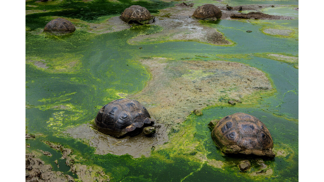 The giant tortoises are among the most famous of the islands' unique fauna. They represent one of the remaining two groups in the entire world. In fact, the name Gal&aacute;pagos derives from the ancient Spanish word "galapago", which meant saddle and resembled the tortoises' shells.