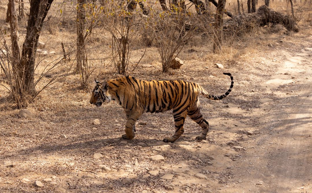 tiger at the Ranthambore National Park
