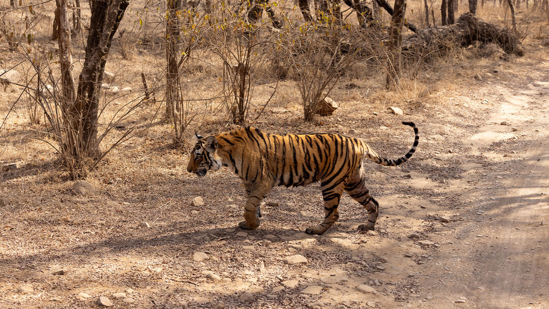 The Bengal tiger, one of roughly one hundred specimens roaming freely in Ranthambore National Park.