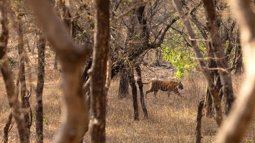 tiger in ranthambore national park