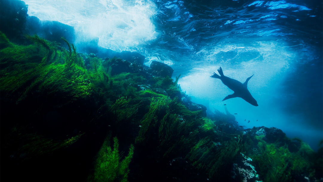 In their natural habitat, Gal&aacute;pagos sea lions are able to rotate their hind flipper under their pelvic girdle. This configuration also allows them to "gallop" across land.