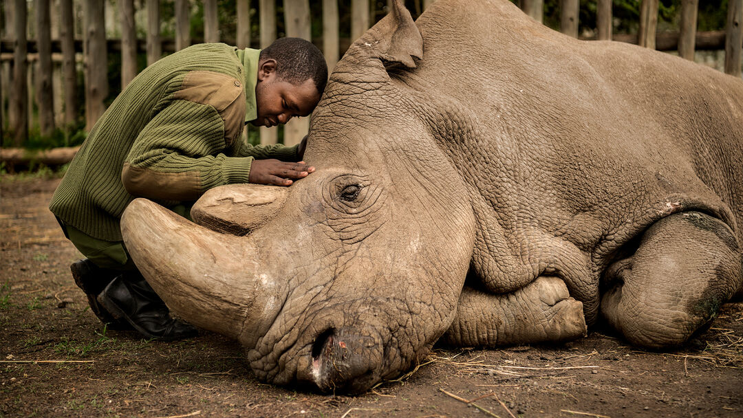 Wildlife ranger Joseph Wachiro comforts Sudan, the last living male Northern White Rhino left on the planet, moments before he passed away on March 19, 2018 at Ol Pejeta Wildlife Conservancy in northern Kenya.