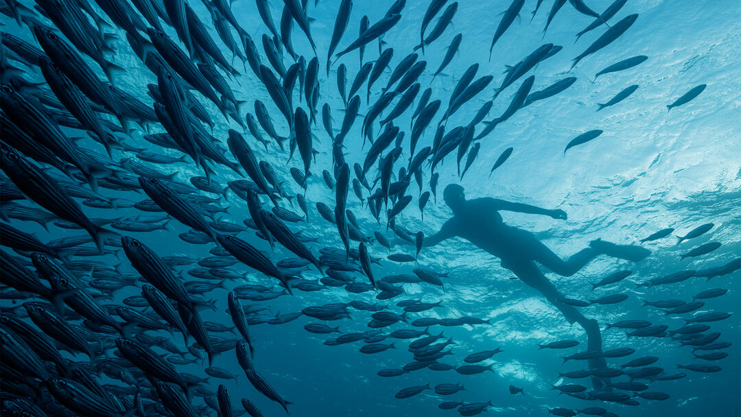Diving in the Gal&aacute;pagos Islands is strictly regulated by the Gal&aacute;pagos National Park Directorate. This is the correct way to protect the sea and all biodiversity. In this photo is a Stefano Ricci model exploring the deep blue in Isla Guy Fawkes Sur.