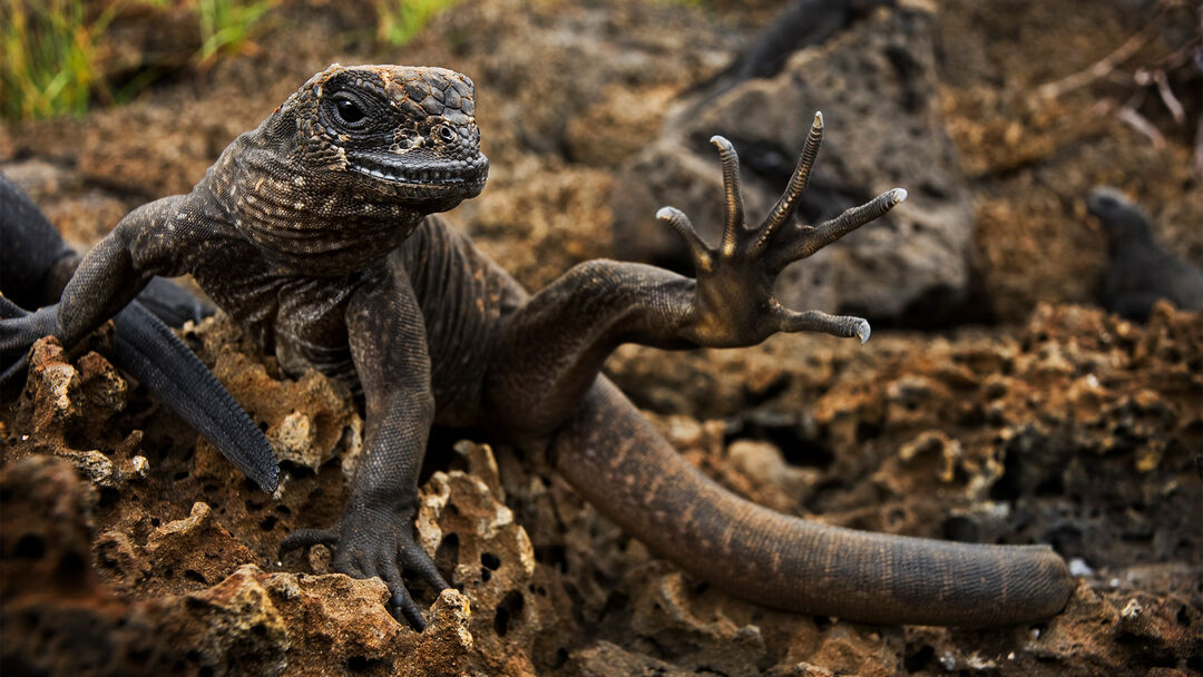 The marine iguana, here seen as a juvenile, is the only sea-going lizard in the world. This extraordinary animal lives on land but feeds in the sea, grazing on a variety of seaweed, finding food on exposed rocks or diving in seawater.