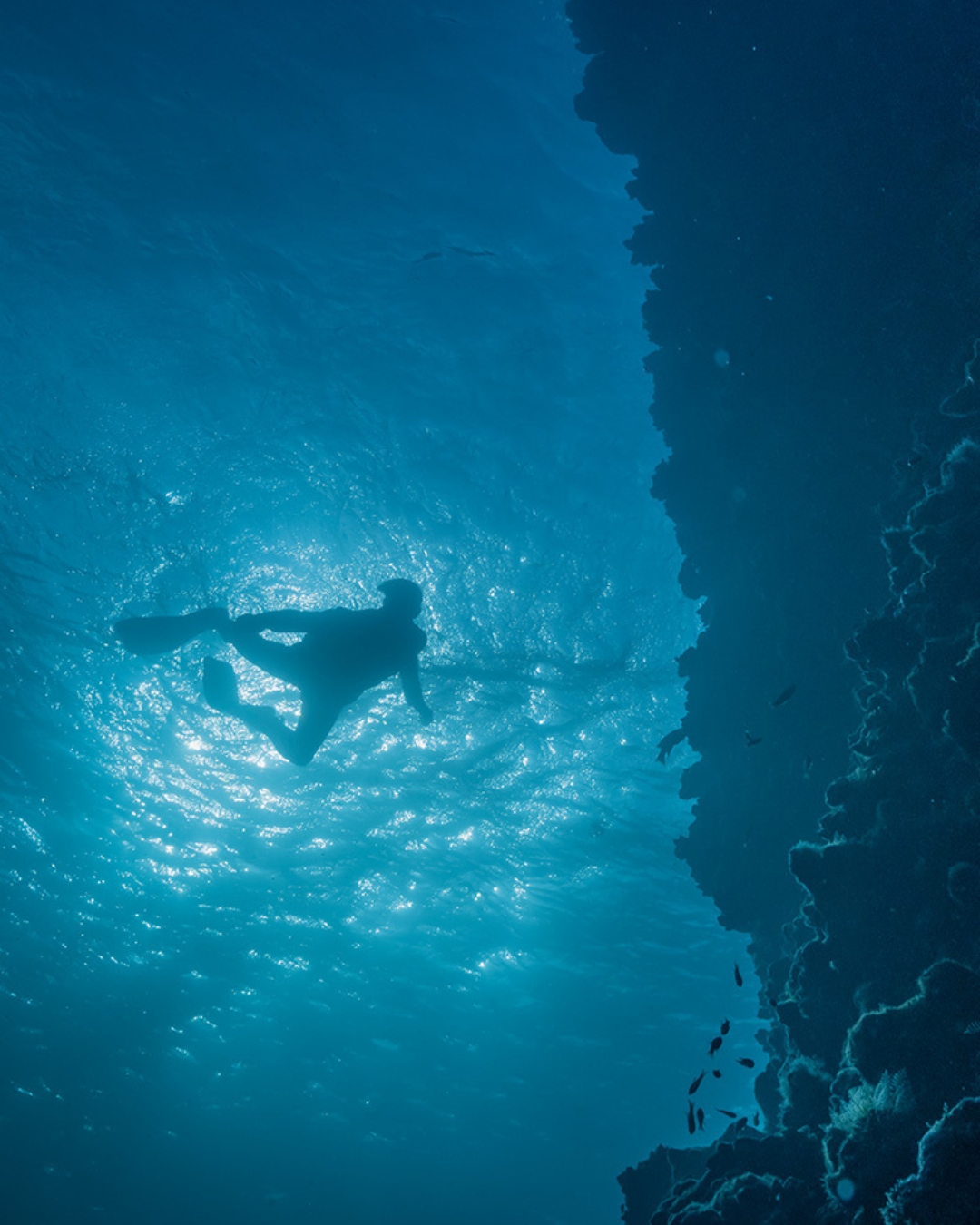 Cover video of Under the waters of Gal&aacute;pagos