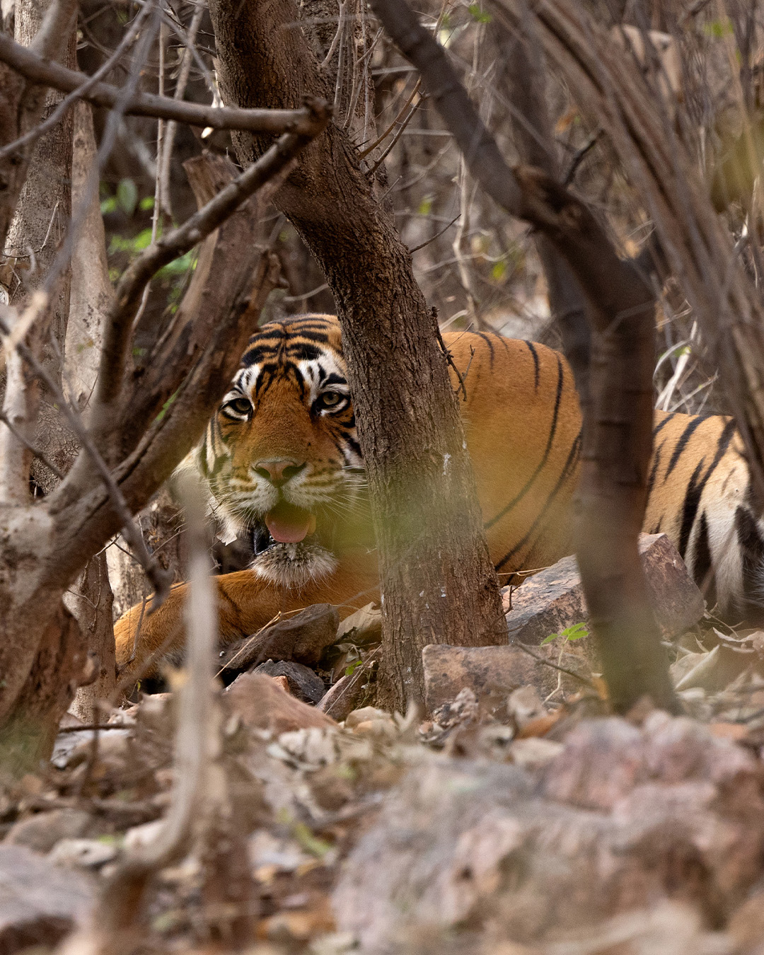 Ep. 1 - Encountering tigers in Ranthambore National Park