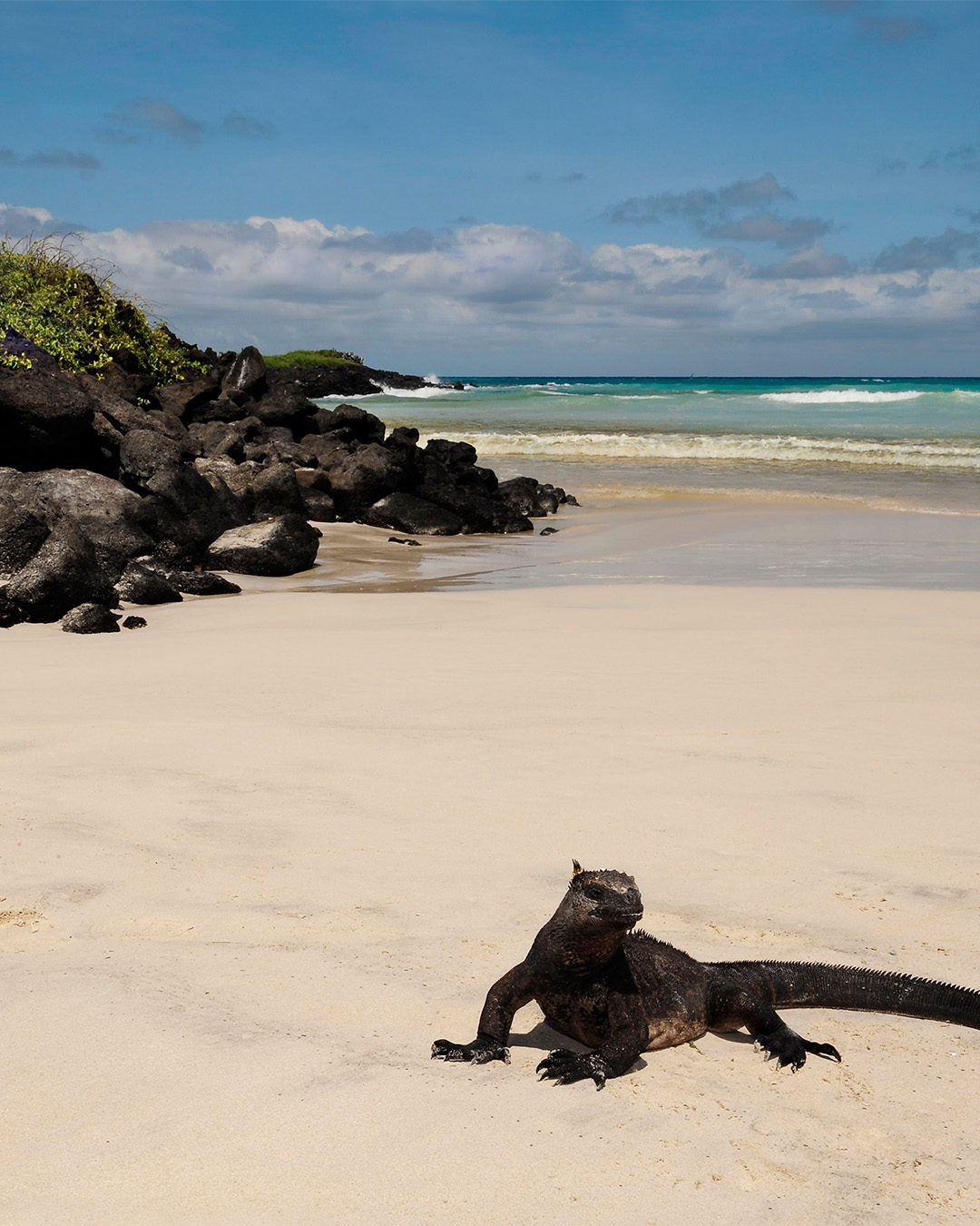 All Gal&aacute;pagos iguanas are a species of marine iguana that are thought to have had a common ancestor amongst themselves. The divergence between land and marine iguanas has been estimated at 10.5 million years ago. Iguanas cannot withstand cold temperature for too long, and are active in the heat.