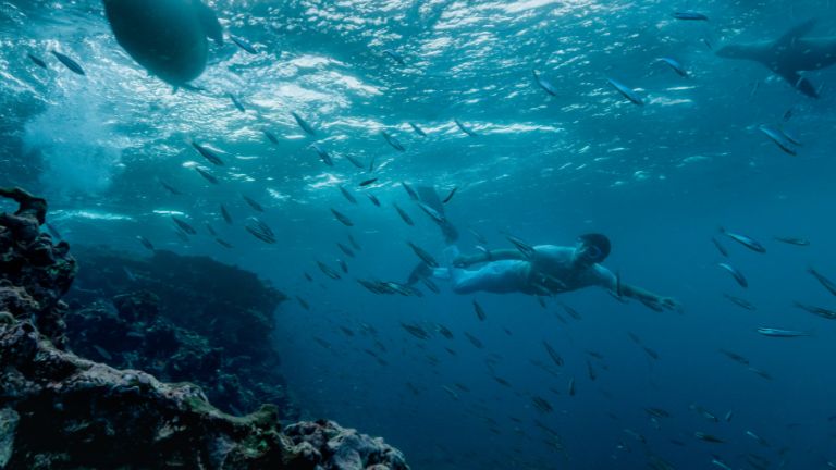 Explorer - Mission Gal&aacute;pagos