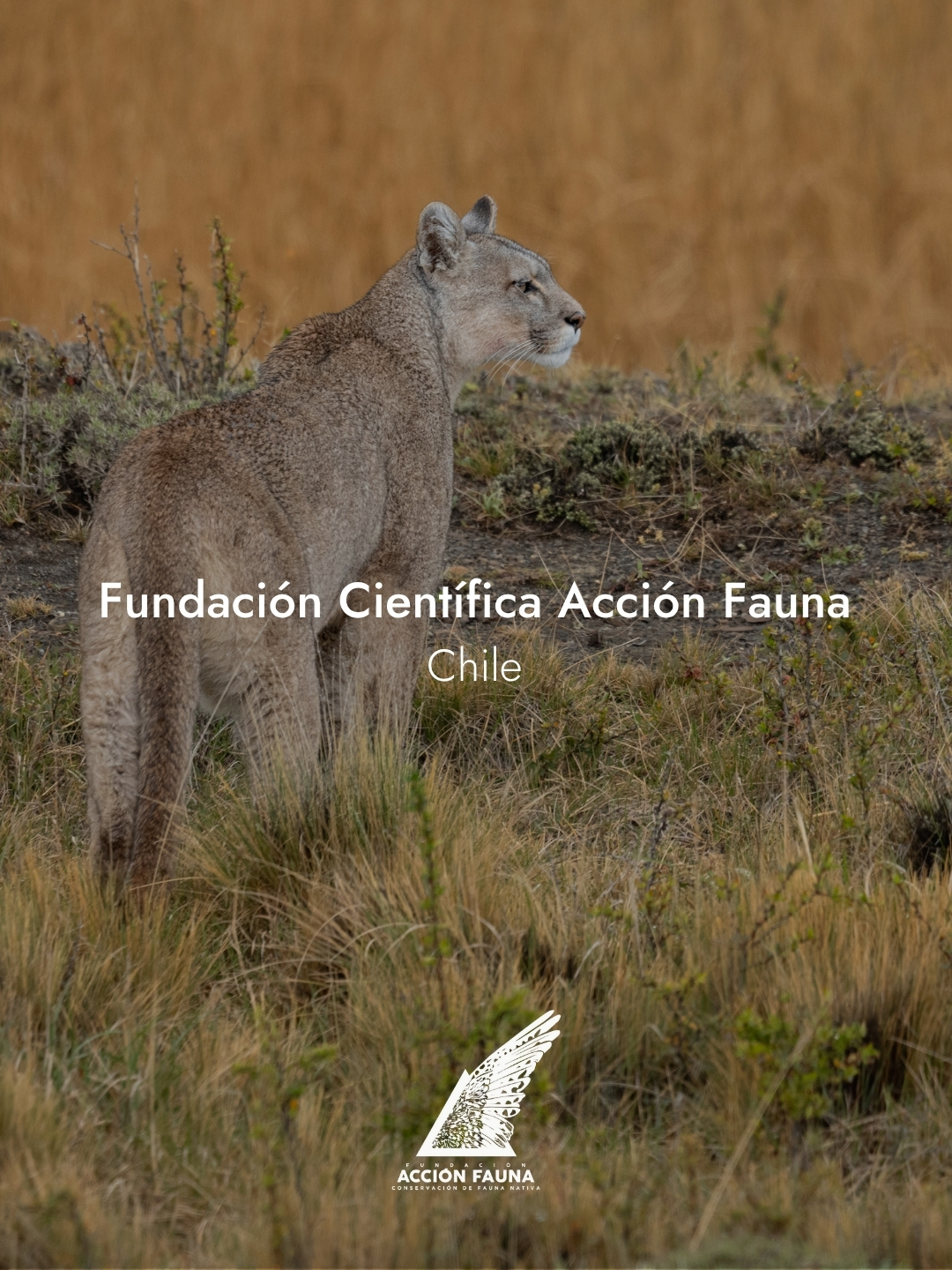 Fundacion Accion Fauna