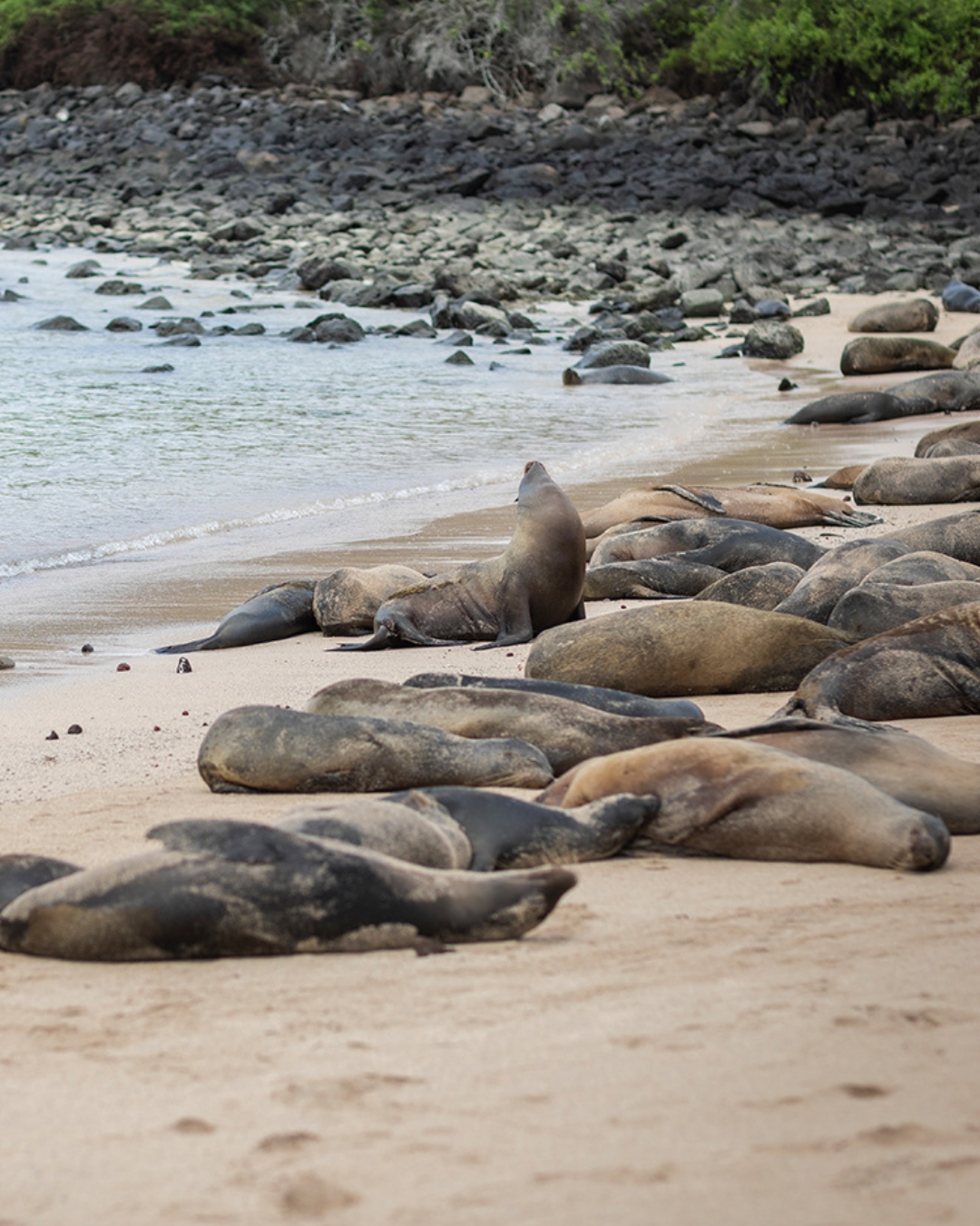 Cover video of Santa Fe Island