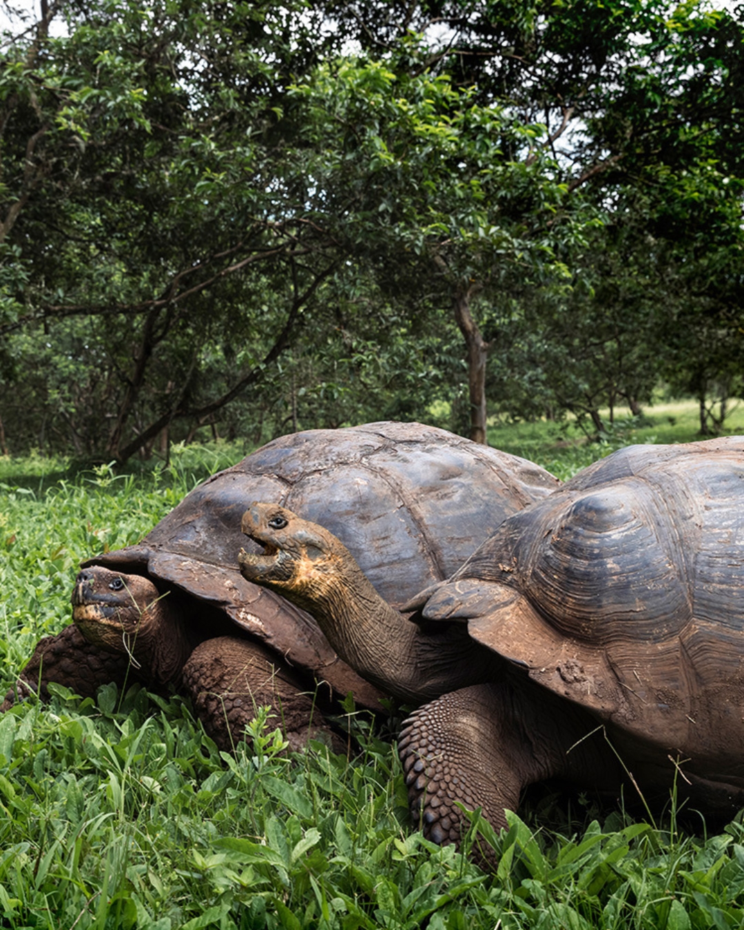 Cover video of The giant tortoises of Gal&aacute;pagos