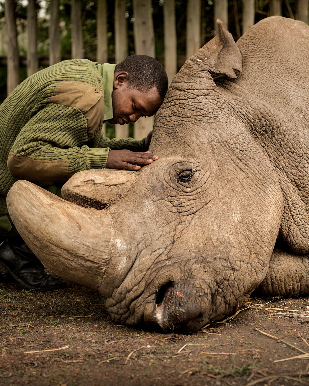 Wildlife ranger Joseph Wachiro comforts Sudan, the last living male Northern White Rhino left on the planet, moments before he passed away on March 19, 2018 at Ol Pejeta Wildlife Conservancy in northern Kenya.