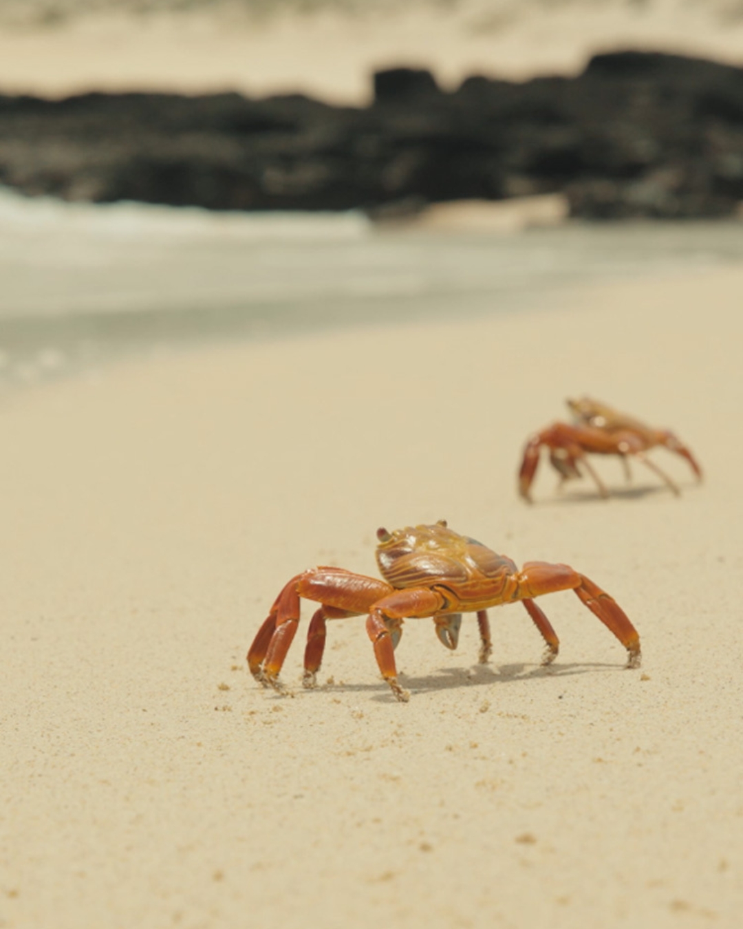 Cover video of An island where men can't survive