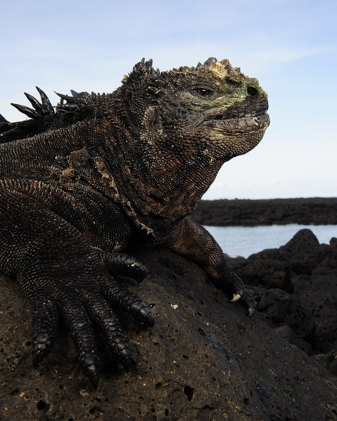 Revisiting the Enchanted Gal&aacute;pagos