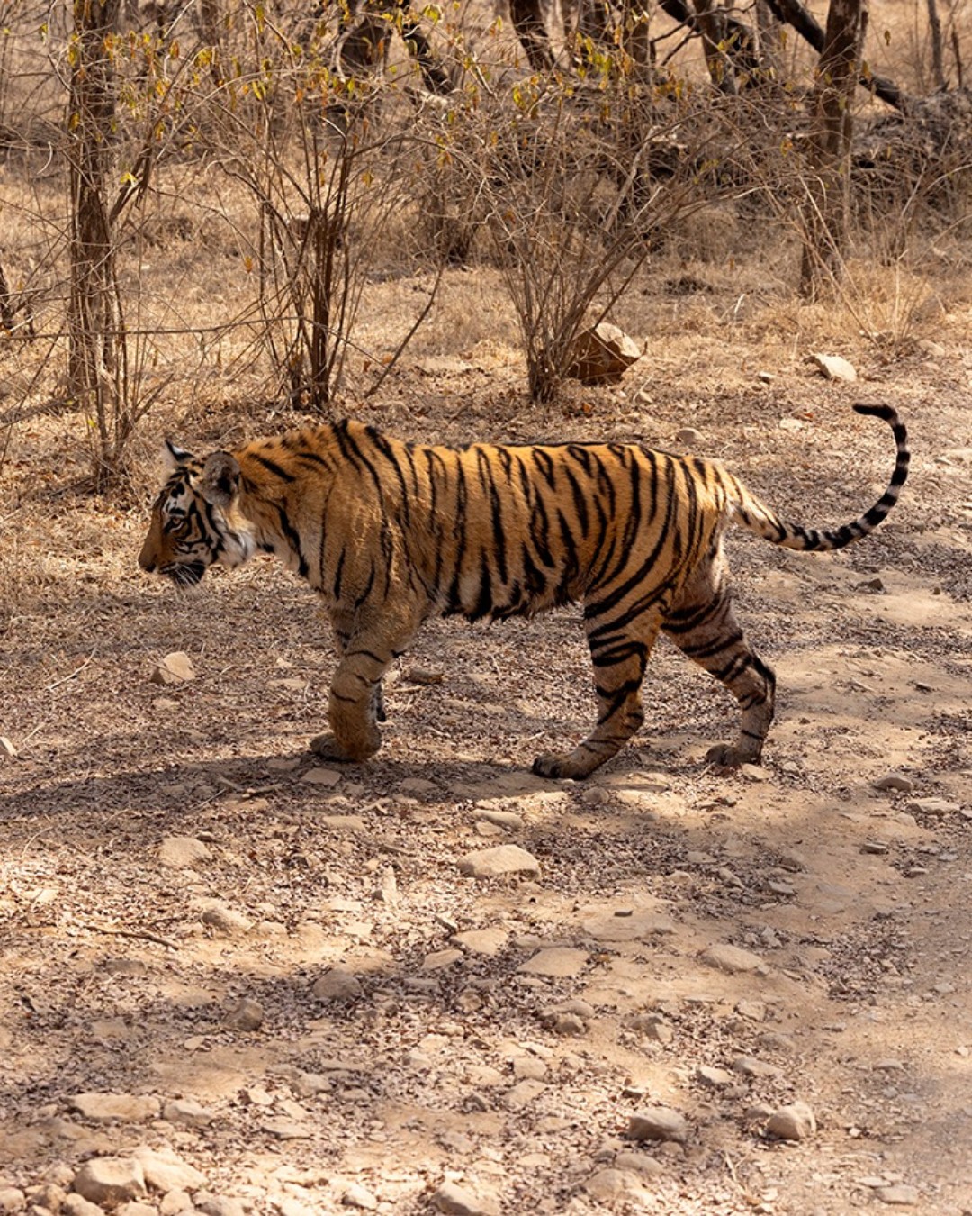 The Kingdom of the Tiger