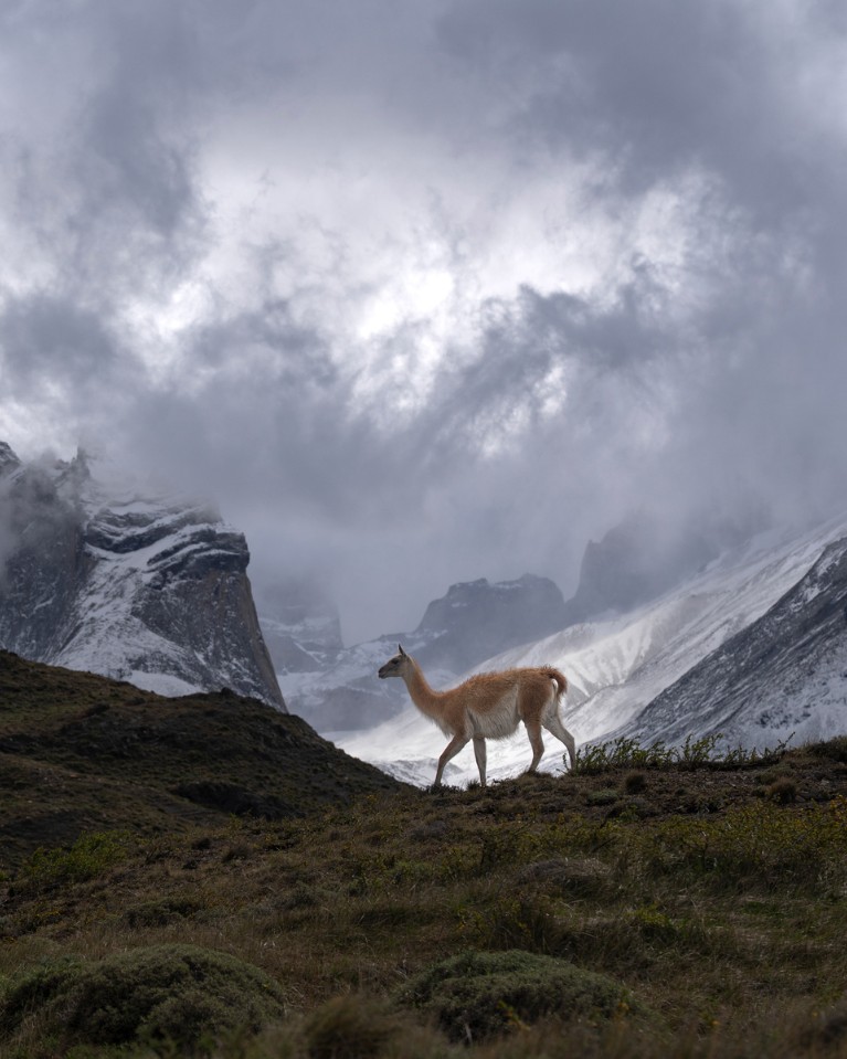 The guanaco at Mirador Bader Valley