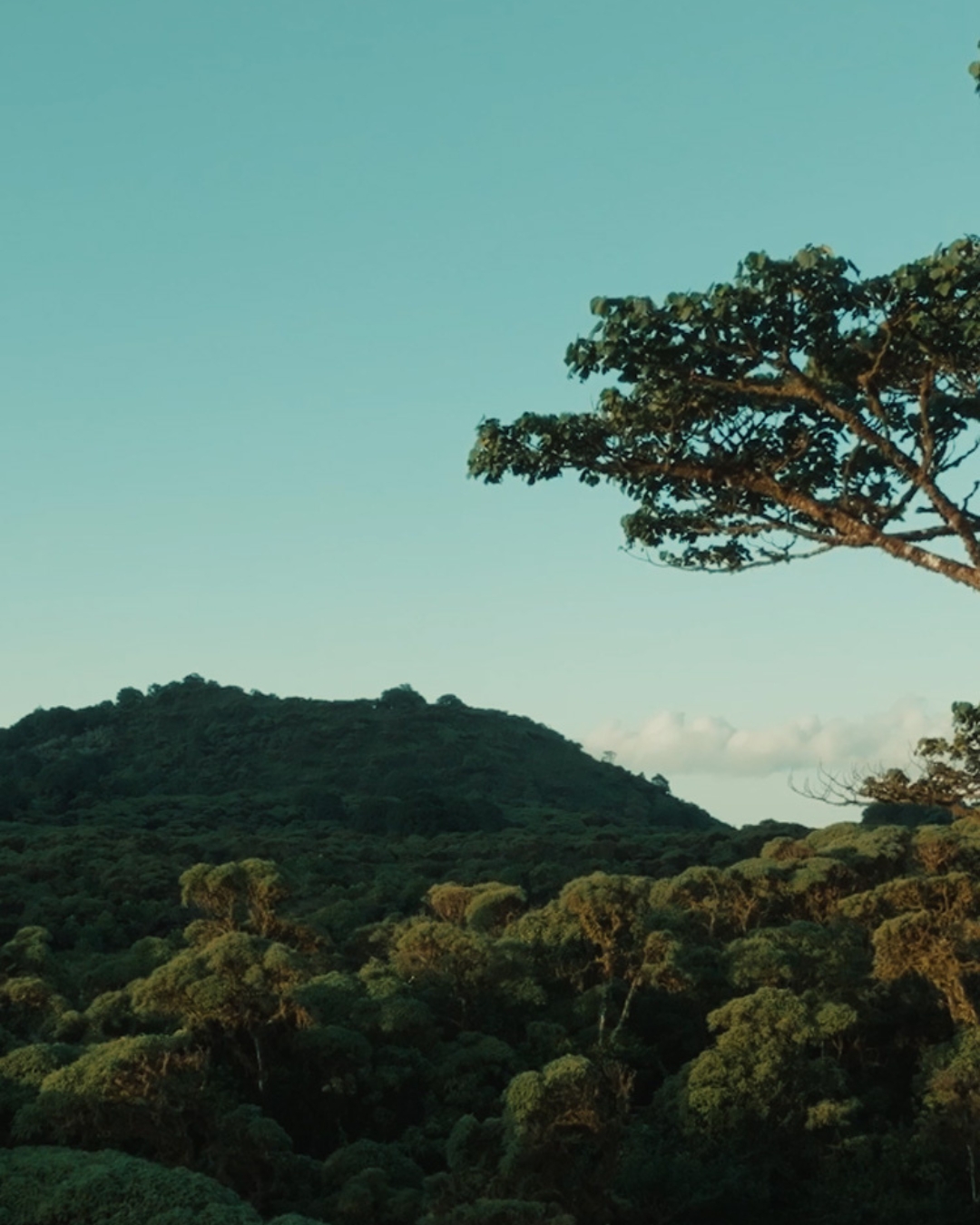 Cover video of The natural trasures of Scalesia Forest