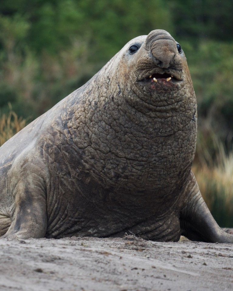 Elephant Seals