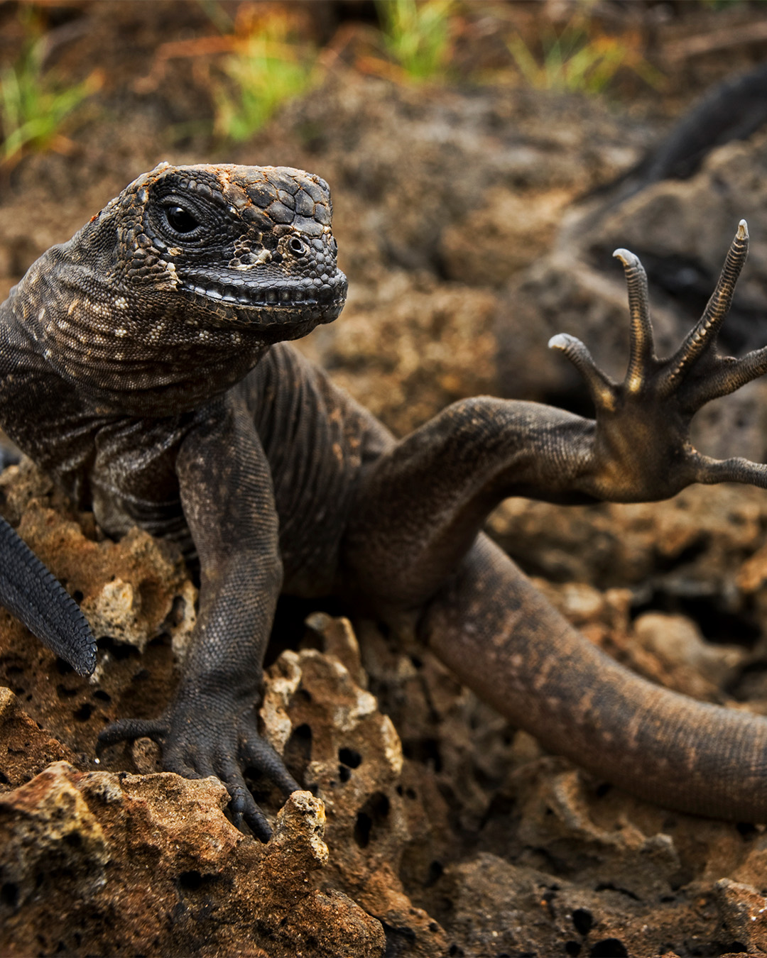 The marine iguana, here seen as a juvenile, is the only sea-going lizard in the world. This extraordinary animal lives on land but feeds in the sea, grazing on a variety of seaweed, finding food on exposed rocks or diving in seawater.