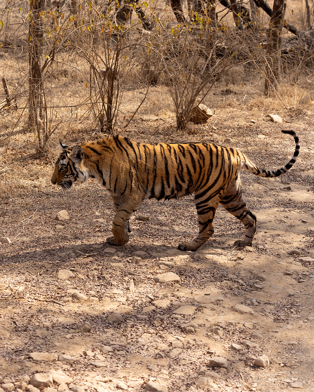 The Bengal tiger, one of roughly one hundred specimens roaming freely in Ranthambore National Park.