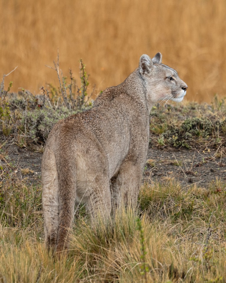 Puma cubs photographed in the wilderness by Andy Mann