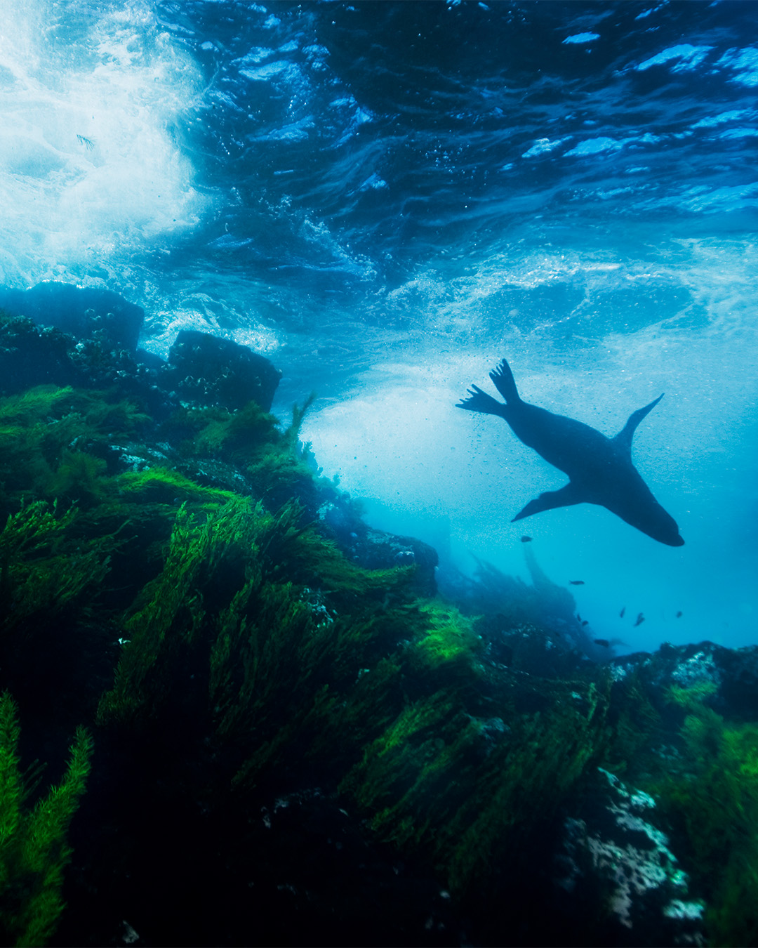 In their natural habitat, Gal&aacute;pagos sea lions are able to rotate their hind flipper under their pelvic girdle. This configuration also allows them to "gallop" across land.
