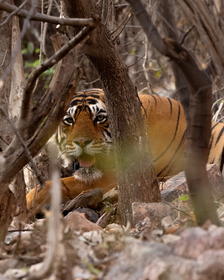 tiger at the Ranthambore National Park