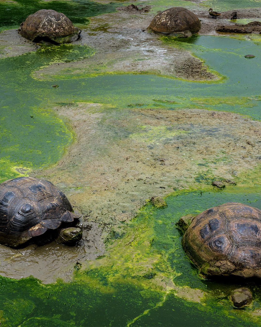 The giant tortoises are among the most famous of the islands' unique fauna. They represent one of the remaining two groups in the entire world. In fact, the name Gal&aacute;pagos derives from the ancient Spanish word "galapago", which meant saddle and resembled the tortoises' shells.
