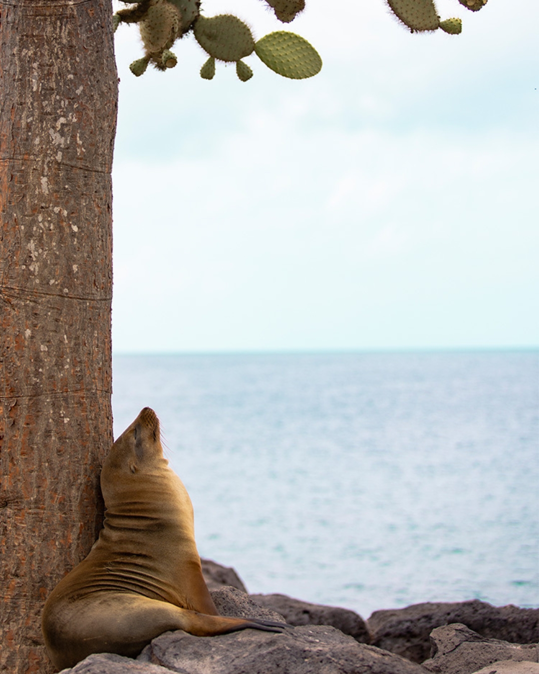 Cover video of Theory of Species