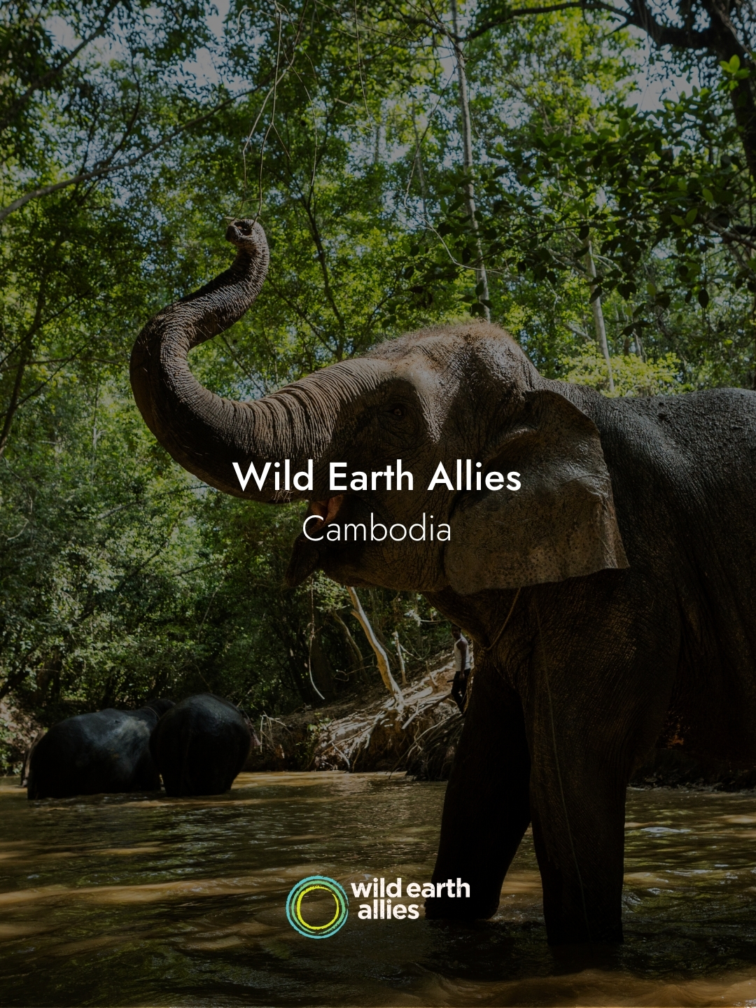 Wild Earth Allies